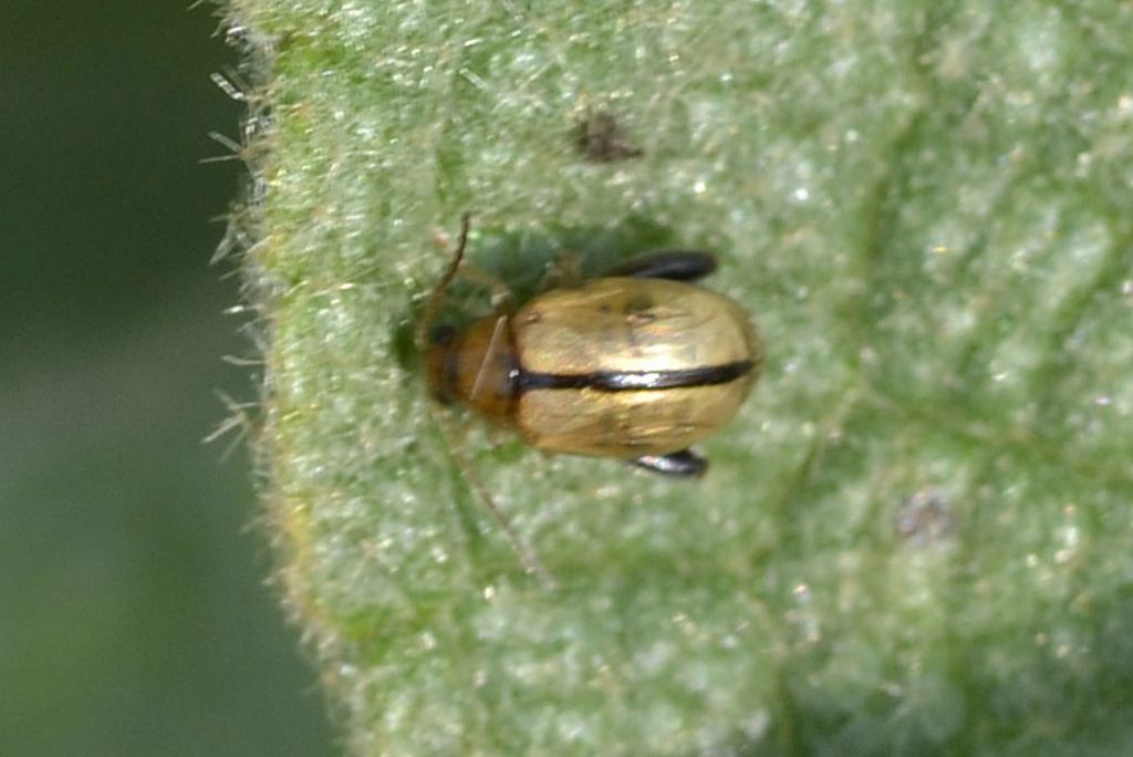 Longitarsus sp., Chrysomelidae